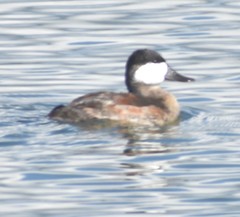 Oxyura jamaicensis