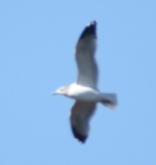 Larus californicus