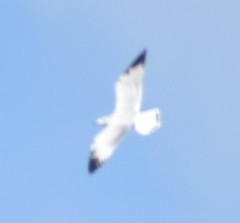 Larus delawarensis