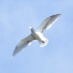Larus glaucescens × occidentalis