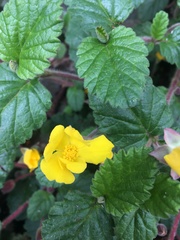 Hibbertia grossulariifolia