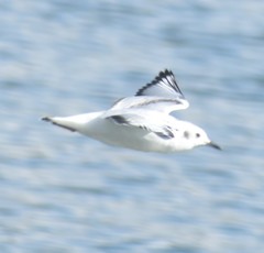 Chroicocephalus philadelphia