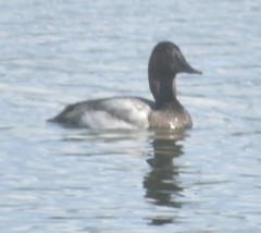 Aythya valisineria