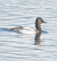 Aythya valisineria