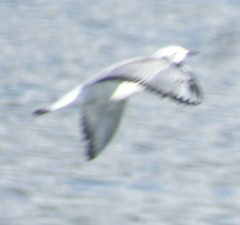 Chroicocephalus philadelphia
