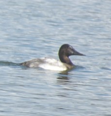 Aythya valisineria