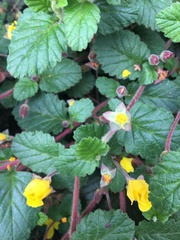 Hibbertia grossulariifolia