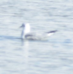 Chroicocephalus philadelphia
