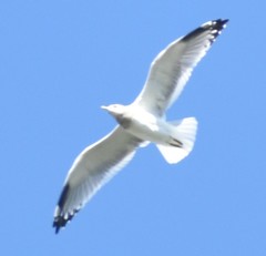 Larus delawarensis