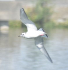 Chroicocephalus philadelphia