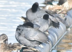 Fulica americana