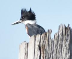 Megaceryle alcyon