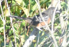 Pipilo maculatus