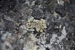 Lecanora polytropa