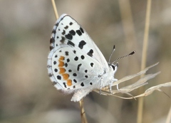 Euphilotes enoptes dammersi