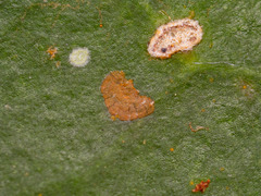 Phycopeltis