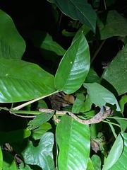 Toxicodryas adamanteus