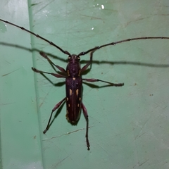 Ambonus distinctus