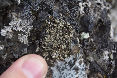 Lecanora polytropa