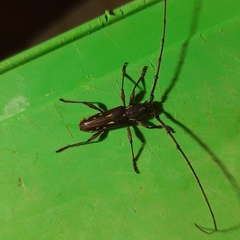 Ambonus distinctus