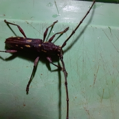 Ambonus distinctus