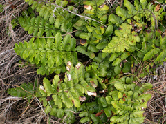 Asplenium difforme