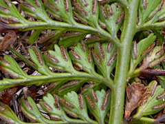 Asplenium difforme