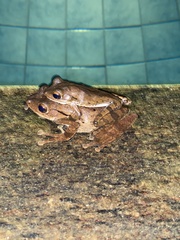 Polypedates cruciger