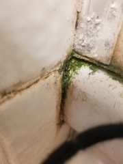 Cladosporium herbarum