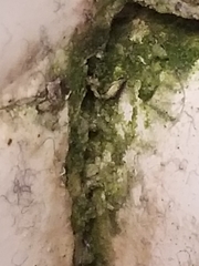 Cladosporium herbarum