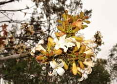 Brachychiton australis