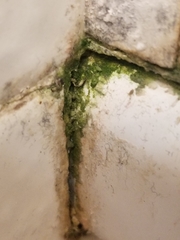 Cladosporium herbarum