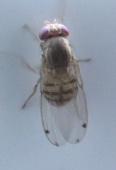 Gitona distigma
