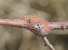 Tanaostigmodes howardii