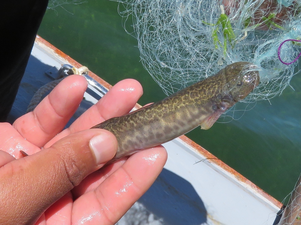 Andean pencil catfish (Trichomycterus dispar) — Trichomycteridae