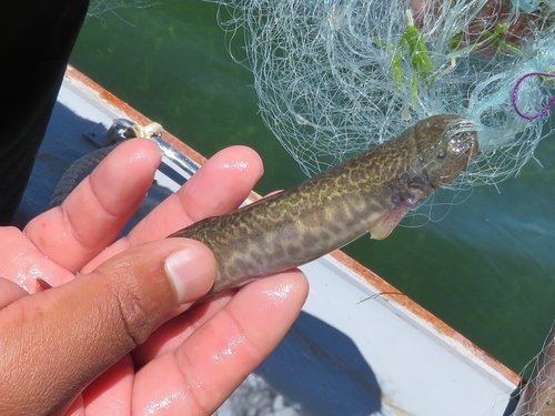 Andean pencil catfish (Trichomycterus dispar) — Trichomycteridae