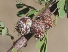 Tanaostigmodes howardii