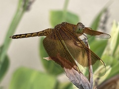 Neurothemis ramburii