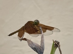 Neurothemis ramburii