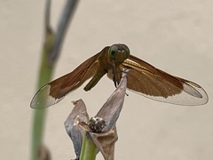 Neurothemis ramburii