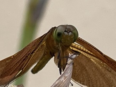 Neurothemis ramburii