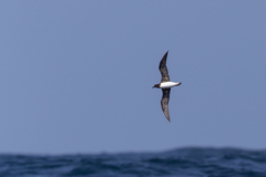 Pseudobulweria rostrata