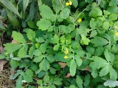 Chelidonium majus