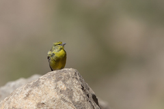 Crithagra symonsi