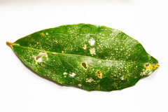 Phycopeltis