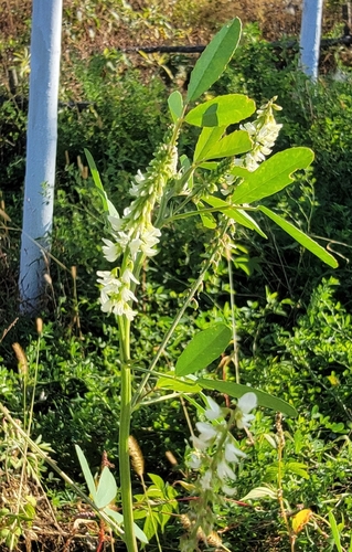 White Sweetclover