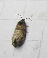 Ecdytolopha