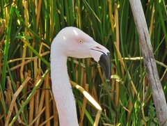 Phoenicopterus chilensis