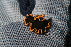 Pseudobiceros splendidus