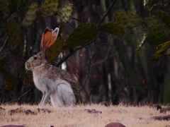 Lepus callotis